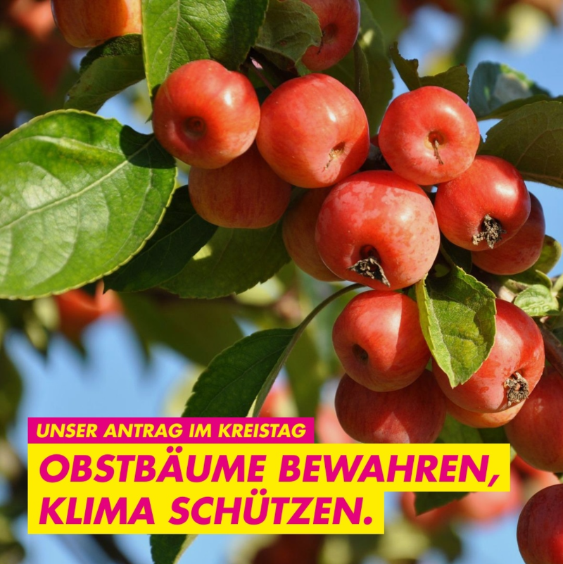 Kachel mit Obstbaum und Text "Antrag Obstbäume bewahren, Klima schützen"