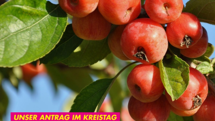 Kachel mit Obstbaum und Text "Antrag Obstbäume bewahren, Klima schützen"